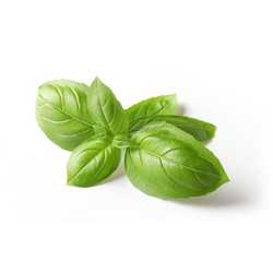 Basil