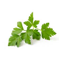 Coriander