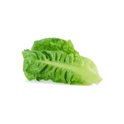 Cos Lettuce