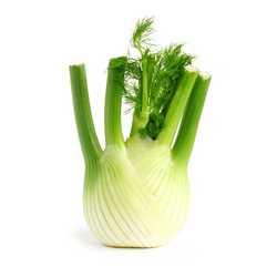 Fennel