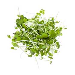 Mustard Cress