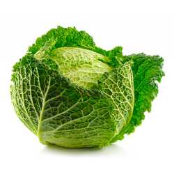 Savoy Cabbage