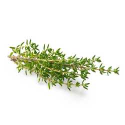 Thyme