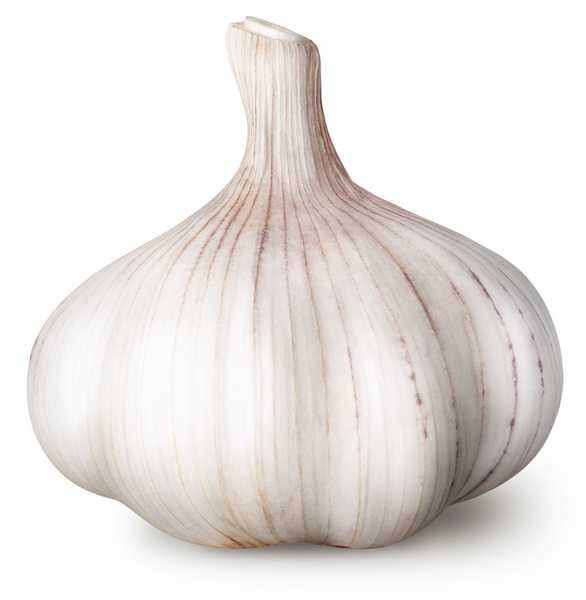 Garlic Bulb Order Online Fisher of Newbury