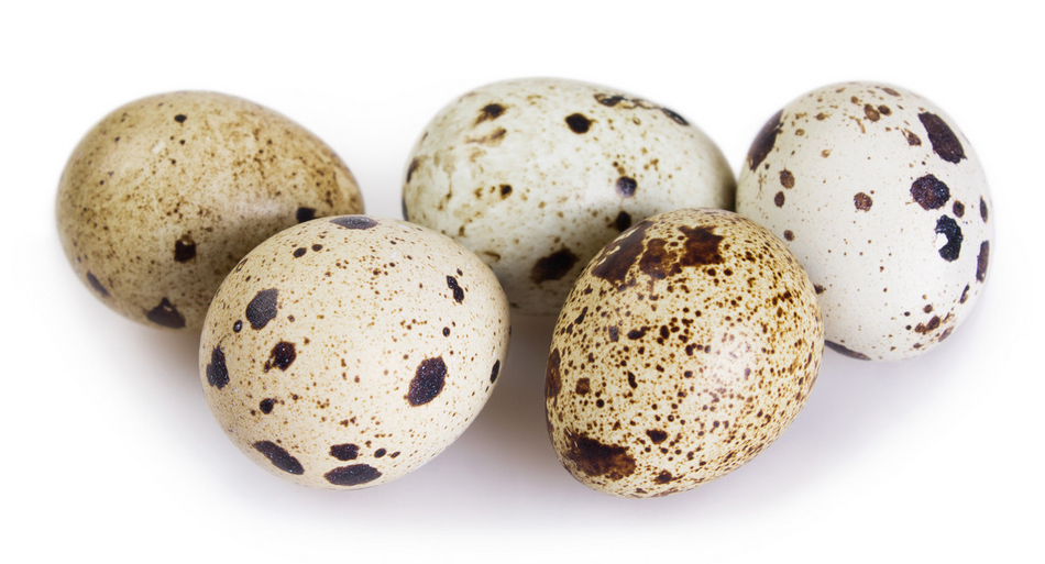 Quails Eggs x 18 Order Online Fisher of Newbury