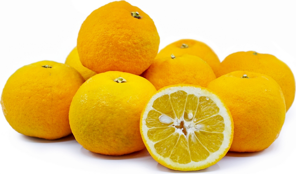 5kg Seville Oranges Order Online Fisher of Newbury